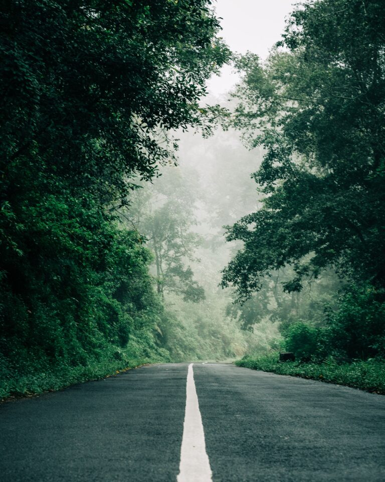 A misty road cutting through a lush green forest, surrounded by fog and dense trees.